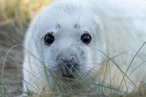 Grey seal (Halichoerus grypus) juvenile baby pup animal head portrait in winter, England, United