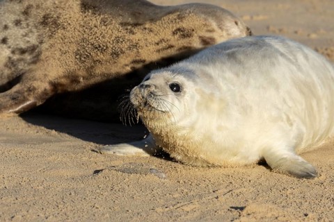 Grey seal (Halichoerus grypus) juvenile baby pup animal on a sandy beach in winter, England, United