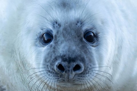 Grey seal (Halichoerus grypus) juvenile baby pup animal head portrait in winter, England, United