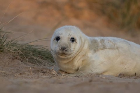 Grey seal (Halichoerus grypus) juvenile baby pup animal resting on a sand dune by a beach in