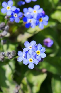 Marsh forget-me-not (Myosotis palustris), true forget-me-not in bloom in spring, close-up,