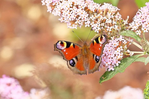 Peacock butterfly (Inachis io) sucking nectar on butterfly bush (Buddleja davidii), in a natural