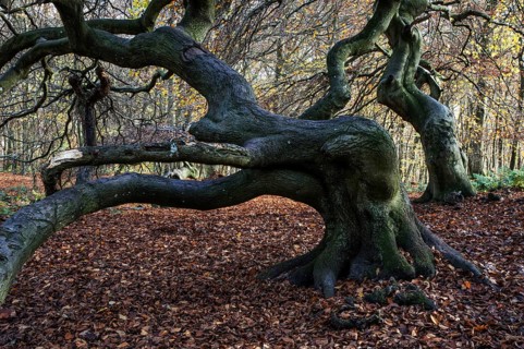 Süntelbuchen (Fagus sylvatica), cripple beeches, Hexenwald, Semper Forest Park, near Lietzow,