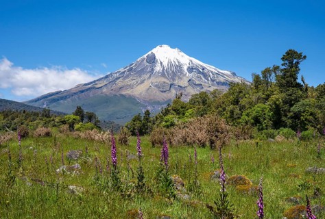 Mount Taranaki, in the foreground blooming foxglove (Digitalis purpurea) Egmont National Park,