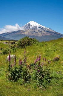 Mount Taranaki, in the foreground blooming foxglove (Digitalis purpurea) Egmont National Park,