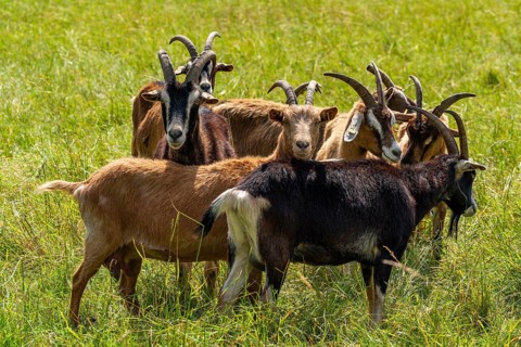 Domestic goats (Capra aegagrus) grazing in the Hullerbusch nature reserve, Carwitz, Feldberger