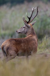 A few metres away from me, the red deer (Cervus elaphus) steps out of its daytime hiding place onto
