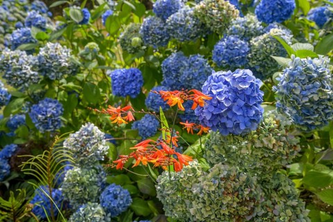 Blue hydrangea flowers, National Botanic Gardens, Kilmacurragh, Dunganstown, County Wicklow,