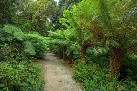 Tree Ferns, National Botanic Gardens, Kilmacurragh, Dunganstown, County Wicklow, Ireland