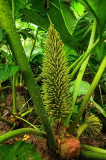Inflorescence of mammoth leaf (Gunnera manicata), National Botanic Gardens, Kilmacurragh,