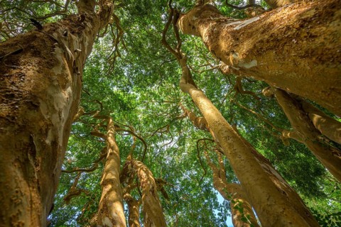 Luma Apiculata, National Botanic Gardens, Kilmacurragh, Dunganstown, Co. Wicklow, Ireland