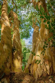 Luma Apiculata, National Botanic Gardens, Kilmacurragh, Dunganstown, Co. Wicklow, Ireland