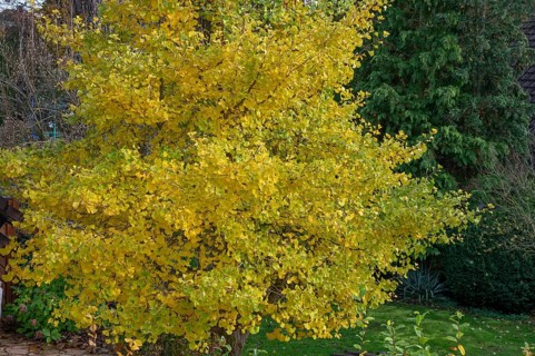 Ginkgo biloba tree (Ginkgo biloba) in autumn colour, Eckental, Middle Franconia, Bavaria, Germany