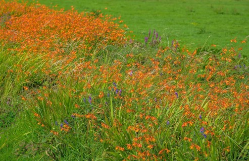 Flowering montbretia (Crocosmia), Ireland