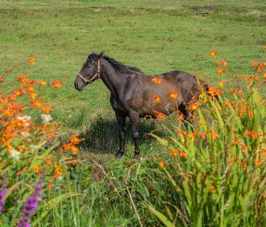 Horse and flowering montbretia (Crocosmia), Ireland