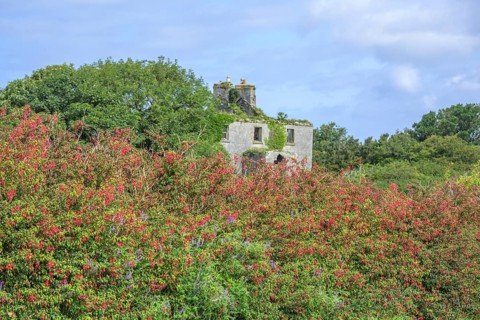 Blooming fuchsia hedge and house ruin, County Galway, Ireland