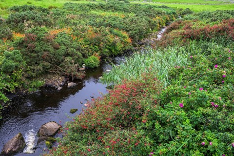 Fuchsia hedge along a stream, Malin More, Malinbeg, County Donegal, Ireland