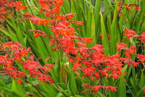 Montbretia (Crocosmia), Glencolumbkille, County Donegal, Ireland