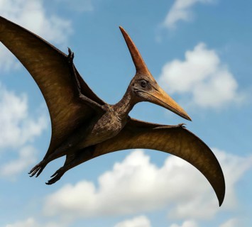 A pteranodon, a pteranodon, in flight from the Cretaceous period, symbol dinosaur, extinct, fossil,