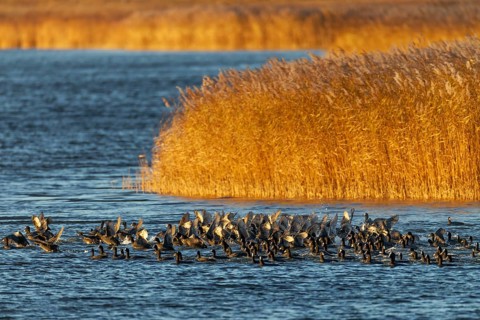 Coots (Fulica atra) fleeing from a white-tailed eagle, panic, fear, flock of birds, Germany