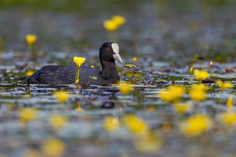 A coot (Fulica atra) foraging among flowering water lilies, yellow, coloured, Germany
