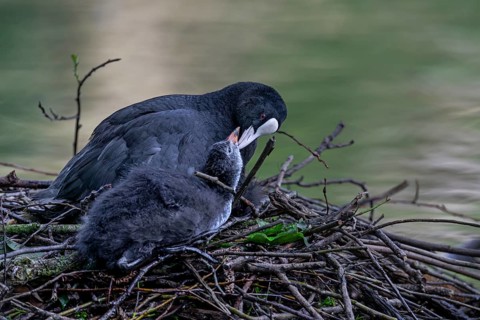 A coot (Fulica atra) adult bird taking care of the feathers of a young bird, nest, social