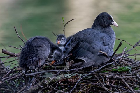 A coot (Fulica atra) adult bird resting with the young birds on this year's nest, rearing young,
