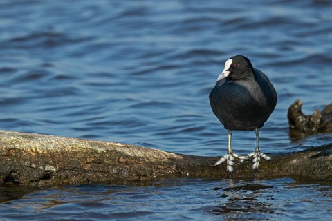 The large webbed feet of the coot (Fulica atra) are clearly recognisable, resting, break, Germany