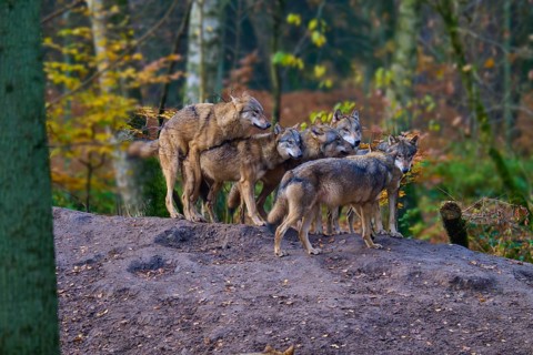 A pack of wolves gathers in autumn forest, Wolf (Canis lupus), Germany