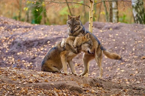 Two wolves show affection to each other in autumn forest, Wolf (Canis lupus), Germany