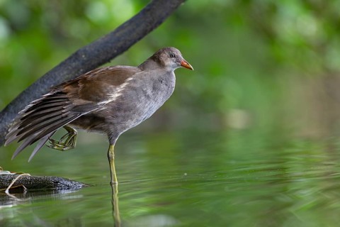 Moorhen (Gallinula chloropus) fledgling resting on a branch, stretching, stretching, Germany
