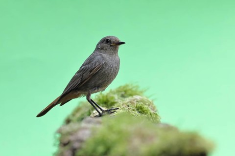 Black redstart (Phoenicurus ochruros), female on a moss-covered tree stump in a garden, Wilnsdorf,