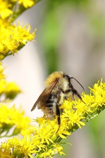 Field bumblebee (Bombus pascuorum), collecting nectar on a Solidago canadensis (Solidago