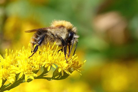 Field bumblebee (Bombus pascuorum), collecting nectar on a Solidago canadensis (Solidago