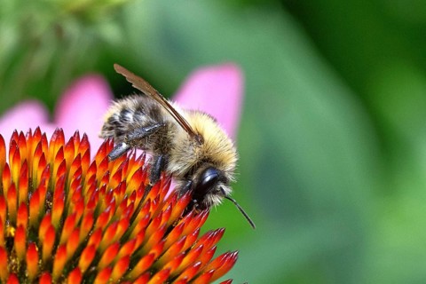Field bumblebee (Bombus pascuorum), collecting nectar on a purple coneflower (Echinacea purpurea),