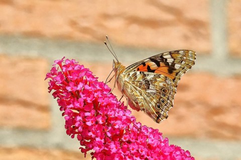 Thistle butterfly (Vanessa cardui) on a flower of the summer lily (Buddleja davidii), wings closed,