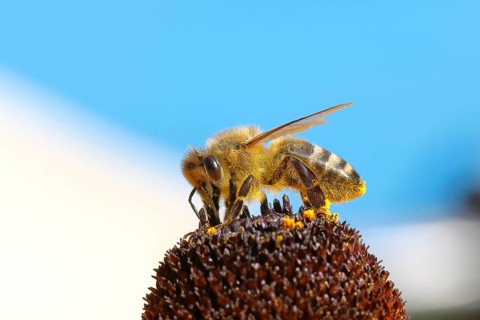 European honey bee (Apis mellifera), collecting nectar from a flower of the yellow coneflower