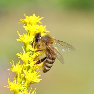 European honey bee (Apis mellifera), collecting nectar from a yellow goldenrod (Solidago) flower,