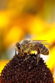 European honey bee (Apis mellifera), collecting nectar from a flower of the yellow coneflower
