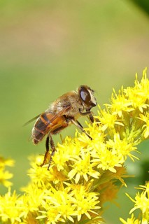 Dung bee (Eristalis tenax), collecting nectar from a yellow flower of goldenrod (Solidago), in a