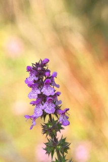Forest willow (Stachys sylvatica), flower, inflorescence on a forest path, the plant was formerly