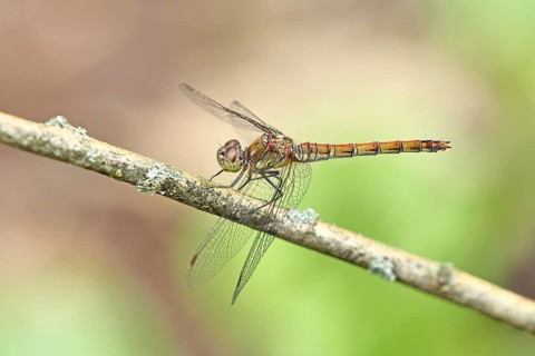 Common Darter (Sympetrum striolatum), female on a branch, close-up, Wilnsdorf, North