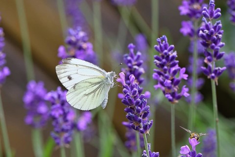A Cabbage butterfly (Pieris brassicae) sucking nectar on the flower of true lavender (Lavandula