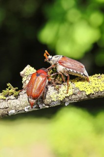 May beetle, wood cockchafer (Melolontha hippocastani), male and female, on a lichen-covered branch,