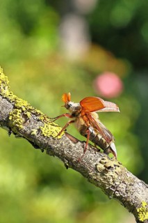 May beetle, wood cockchafer (Melolontha hippocastani), male with spread wings, on a branch covered