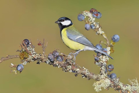 Great tit (Parus major), sitting on a branch in a blackthorn bush, (Prunus spinosa), sloes, with