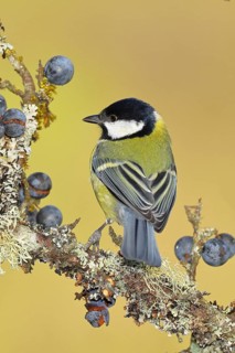 Great tit (Parus major), sitting on a branch in a blackthorn bush, (Prunus spinosa), sloes, with