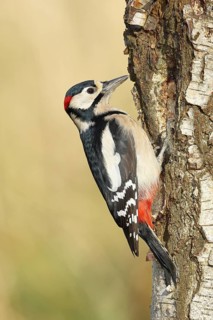 Great spotted woodpecker (Dendrocopus major), male, foraging on the trunk of a common birch (Betula