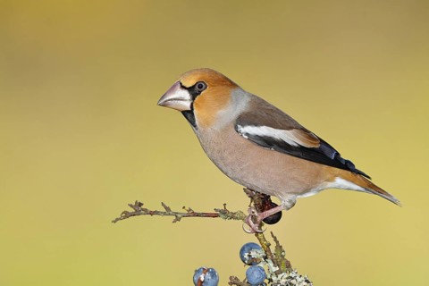 Hawfinch (Coccothraustes coccothraustes), male, sitting on a branch in a blackthorn bush, (Prunus