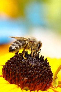 European honey bee (Apis mellifera), collecting nectar from a flower of the yellow coneflower